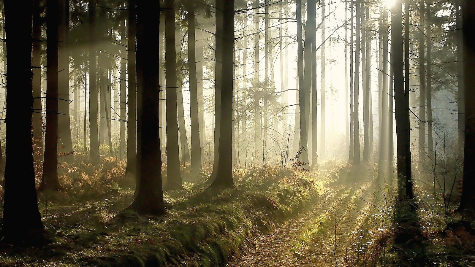 Morning light through tall pines on a woodland path