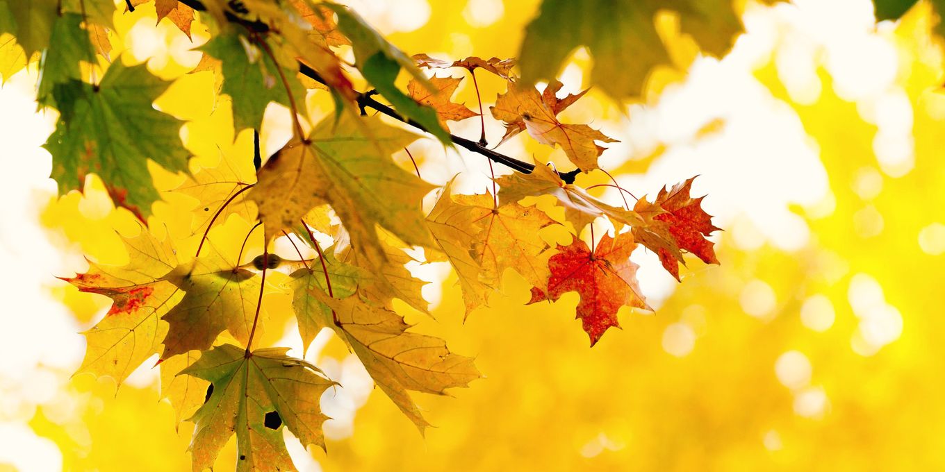 Yellow and orange maple leaves on a branch in an autumn wood