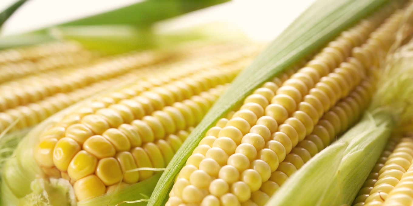 Ripe ears of yellow corn in their husks